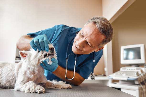  Kaibab Estates West, AZ Emergency Dentist Pros